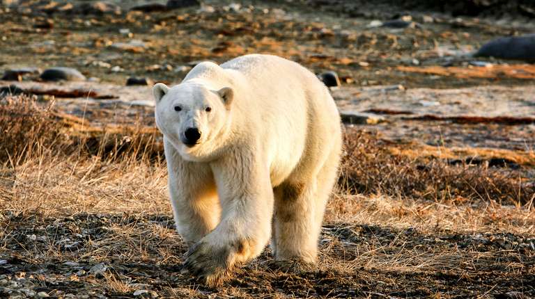 Svalbard- Last Stop before the North Pole trip - alternative tour available