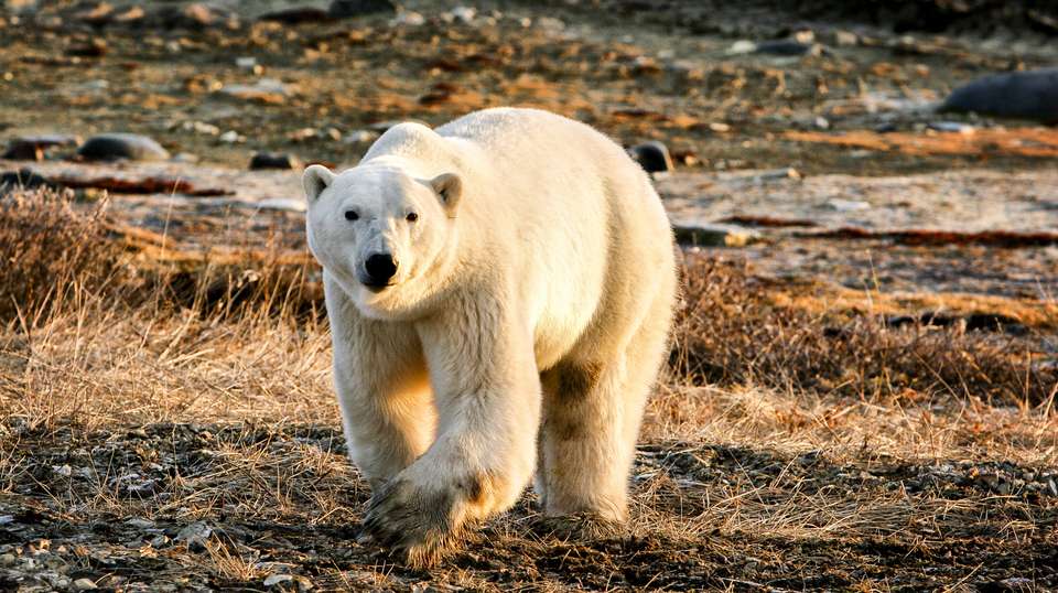 Svalbard- Last Stop before the North Pole - undefined - Image 1