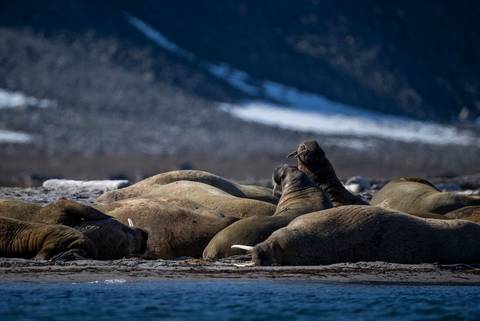 Europe Eco Tours: Svalbard: North To The Midnight Sun (ocean Albatros)