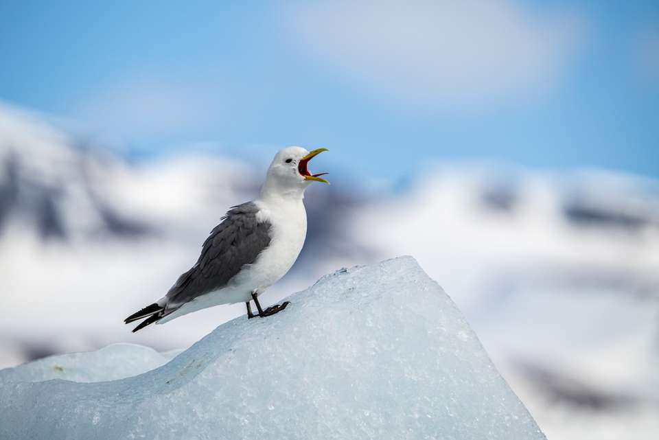 Svalbard: North to the Midnight Sun (Ocean Albatros) - undefined - Image 11