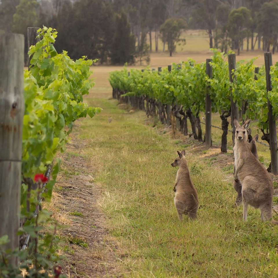 Sydney, Hunter Valley & Blue Mountains Escape - undefined - Image 3