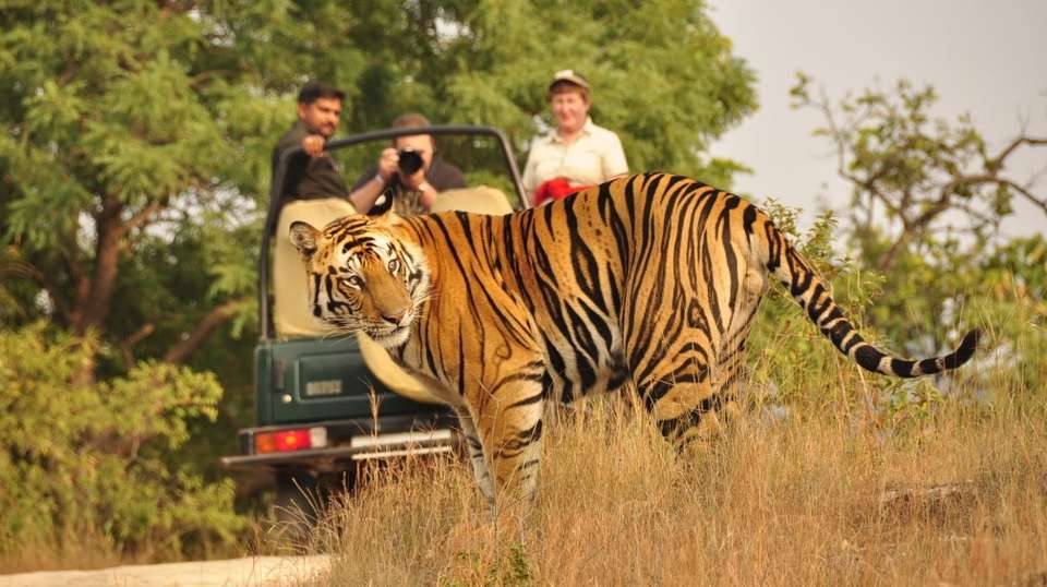 Taj Mahal & Rajasthan with Royal Stay at Fort Sardargarh - Swastik India Journeys - India - Image 7