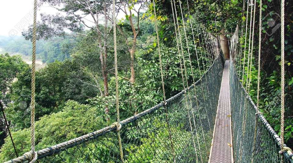 Taman Negara from Kuala Lumpur in 3 days - On Tour Malaysia - Malaysia - Image 3