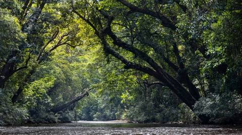 Taman Negara From Kuala Lumpur In 3 Days - August 2026