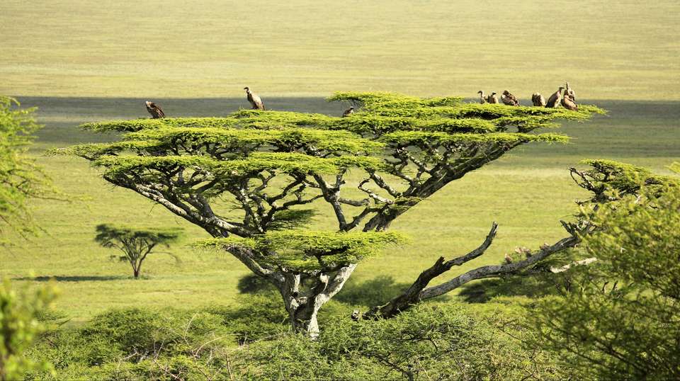 Tanzania Big Five Tour And Hunting With The Hadzabe - Kanuth Adventures Safari - Tanzania - Image 3