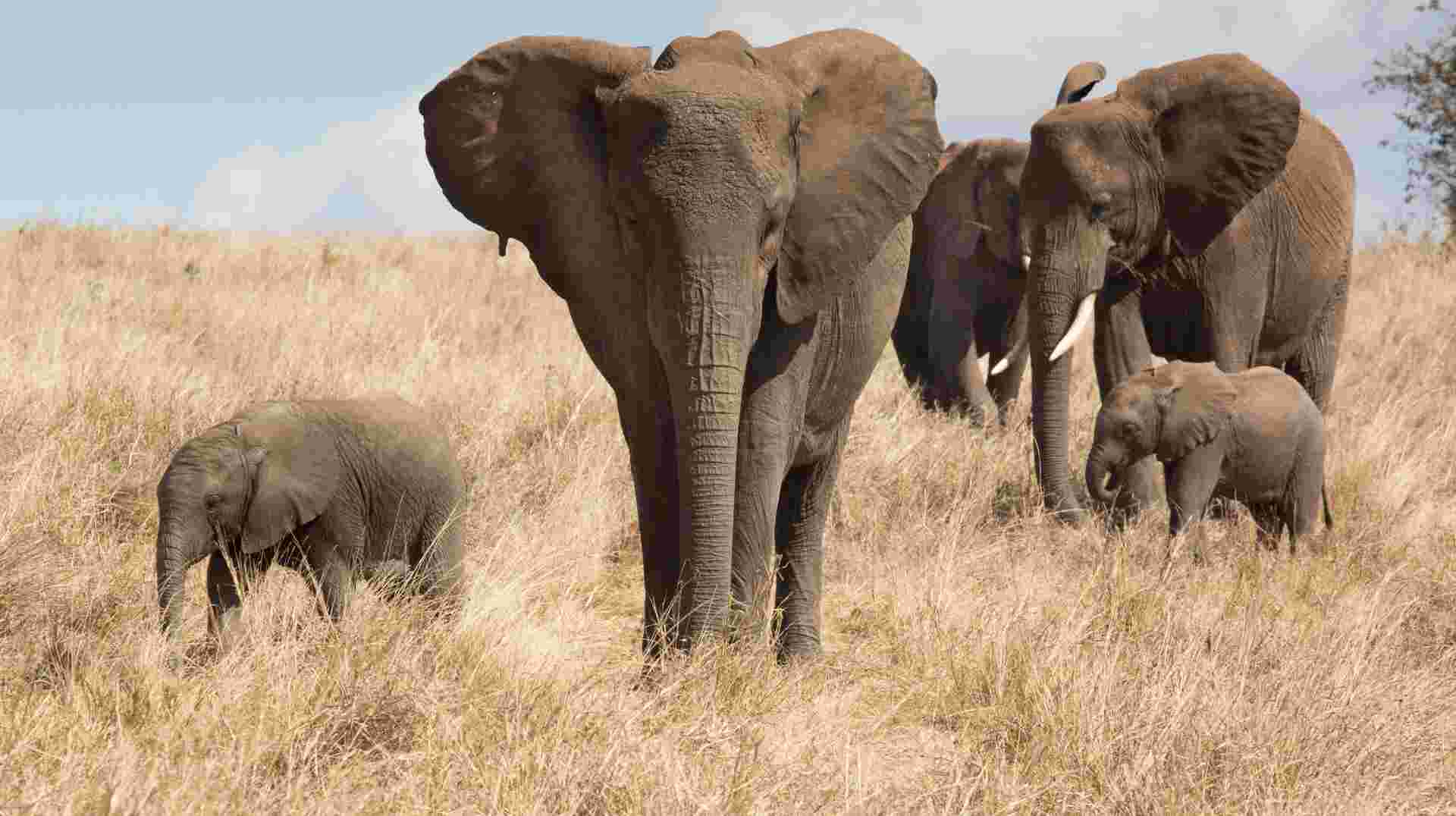Tanzania Big Five Tour And Hunting With The Hadzabe 