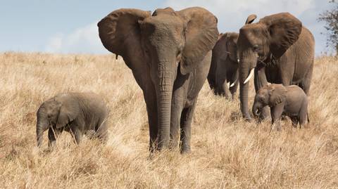 Tanzania Big Five Tour And Hunting With The Hadzabe - June 2027