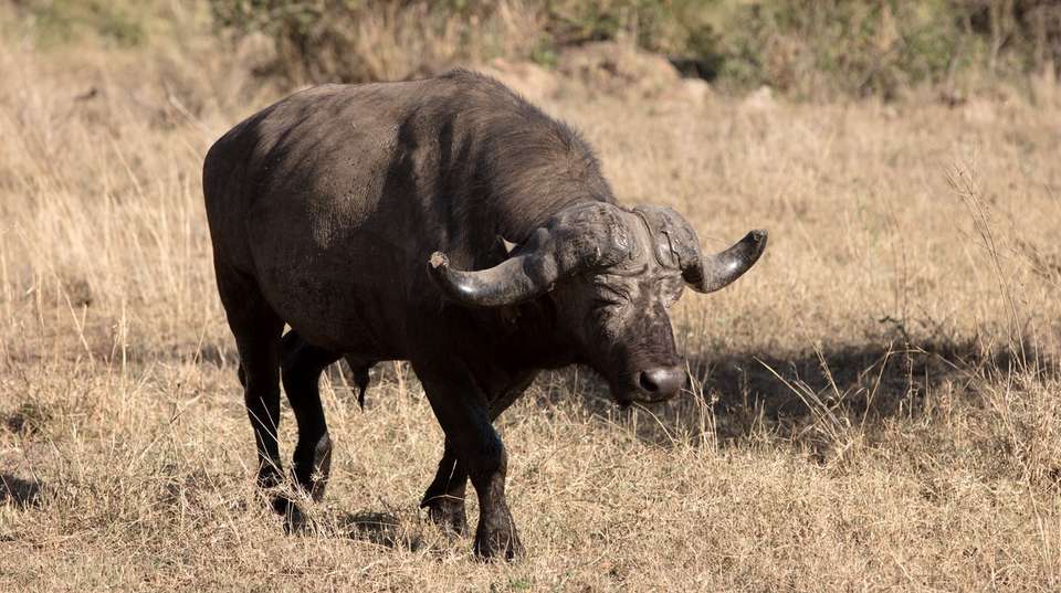Tanzania Big Five Tour And Hunting With The Hadzabe - Kanuth Adventures Safari - Tanzania - Image 6