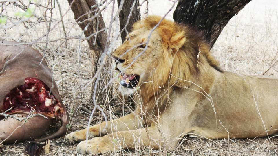 Tanzania Big Five Tour And Hunting With The Hadzabe - Kanuth Adventures Safari - Tanzania - Image 7
