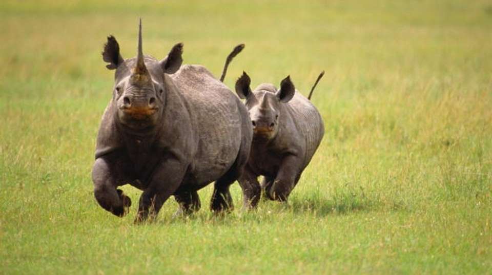Tanzania Budget Camping Safari: 4 Days - Wonders Of Creation Tours And Safaris - Tanzania - Image 2
