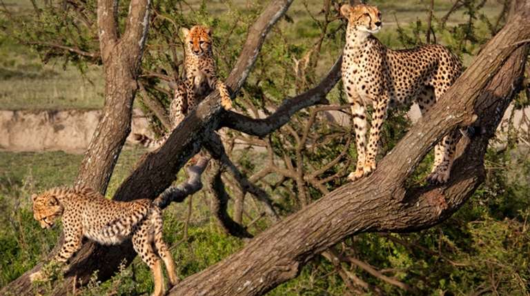 Tanzania Budget Camping Safari: 4 Days  trip - alternative tour available