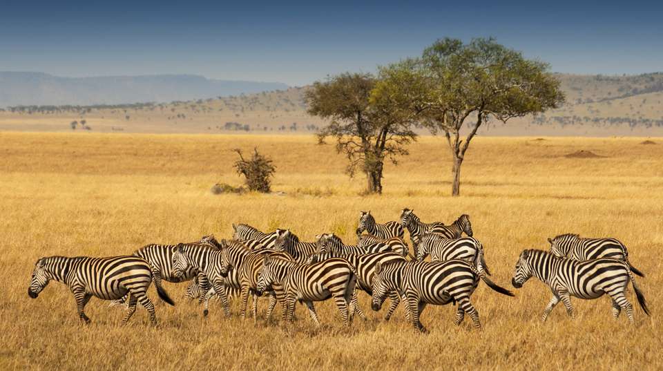 Tanzania Budget Camping Safari: 4 Days - Wonders Of Creation Tours And Safaris - Tanzania - Image 3