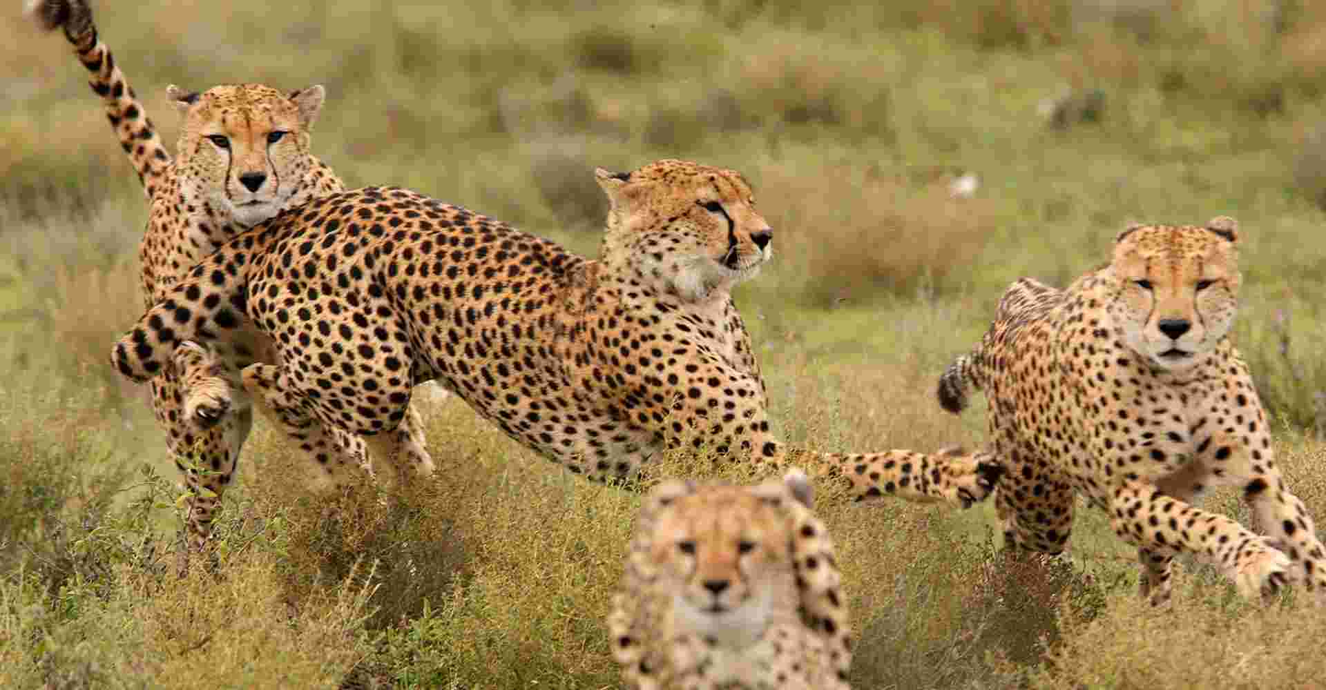 Tanzania Camping Safaris