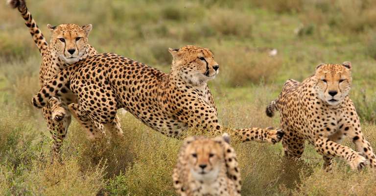 Tanzania Camping Safaris - 4 days