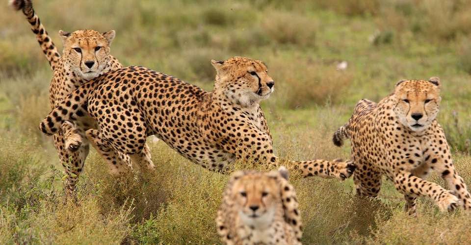 Tanzania Camping Safaris - Northern Masailand Safaris - Tanzania - Image 1