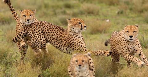 Tanzania Camping Safaris - 4 Days