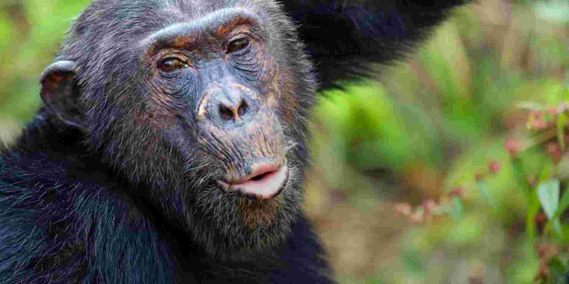 Tanzania: Chimp Trekking & Serengeti Safari