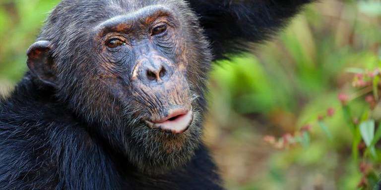 Tanzania: Chimp Trekking & Serengeti Safari trip - alternative tour available
