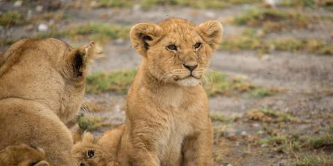 Tanzania Small Group Tours: Tanzania Family Journey: A Serengeti Safari