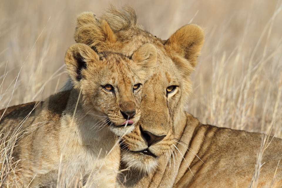 Tanzania Family Safari - Intrepid Travel - Kenya - Image 2