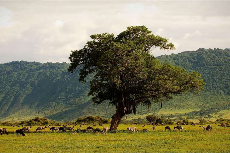 Tanzania Family Safari - Intrepid Travel - Kenya - Image 4
