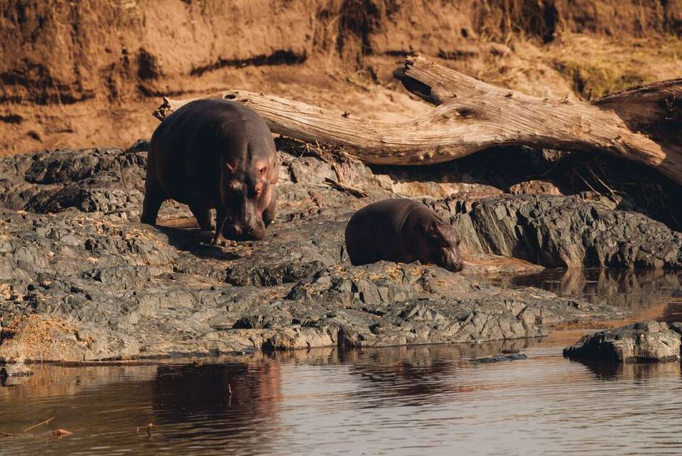 Tanzania Family Safari - Intrepid Travel - Kenya - Image 7