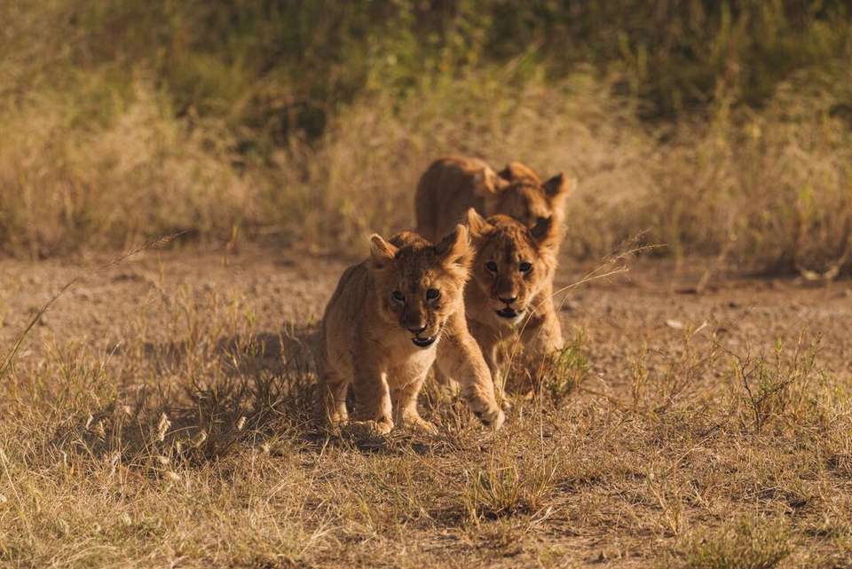 Tanzania Family Safari - Intrepid Travel - Kenya - Image 8
