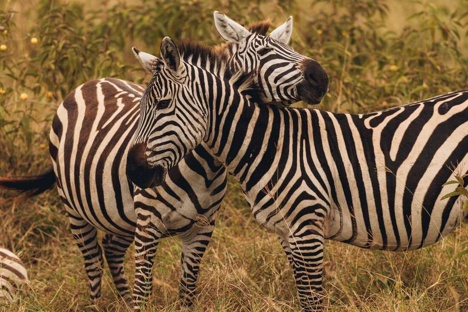 Tanzania Family Safari - Intrepid Travel - Kenya - Image 9