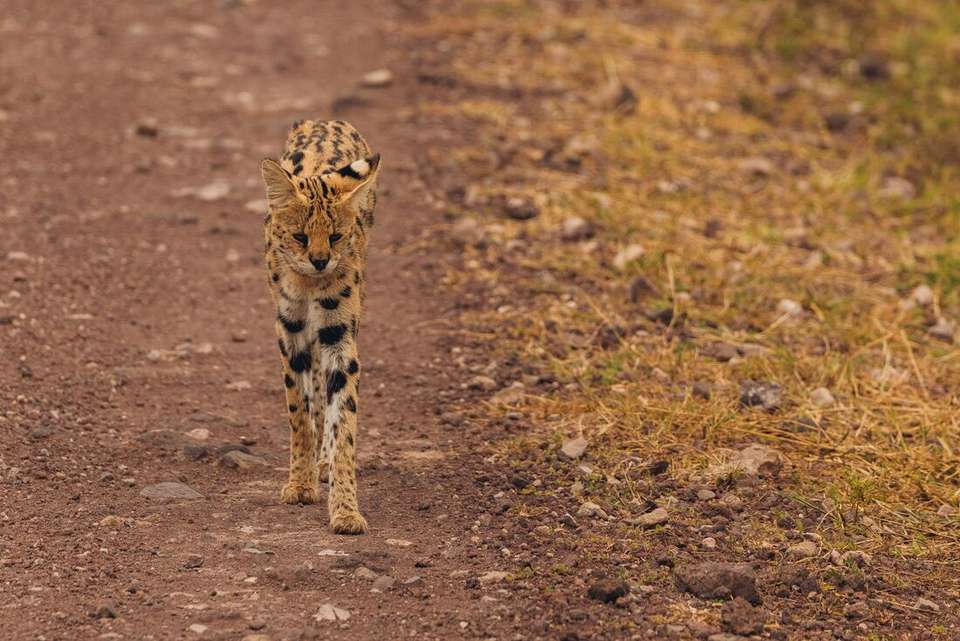 Tanzania Family Safari - Intrepid Travel - Kenya - Image 16