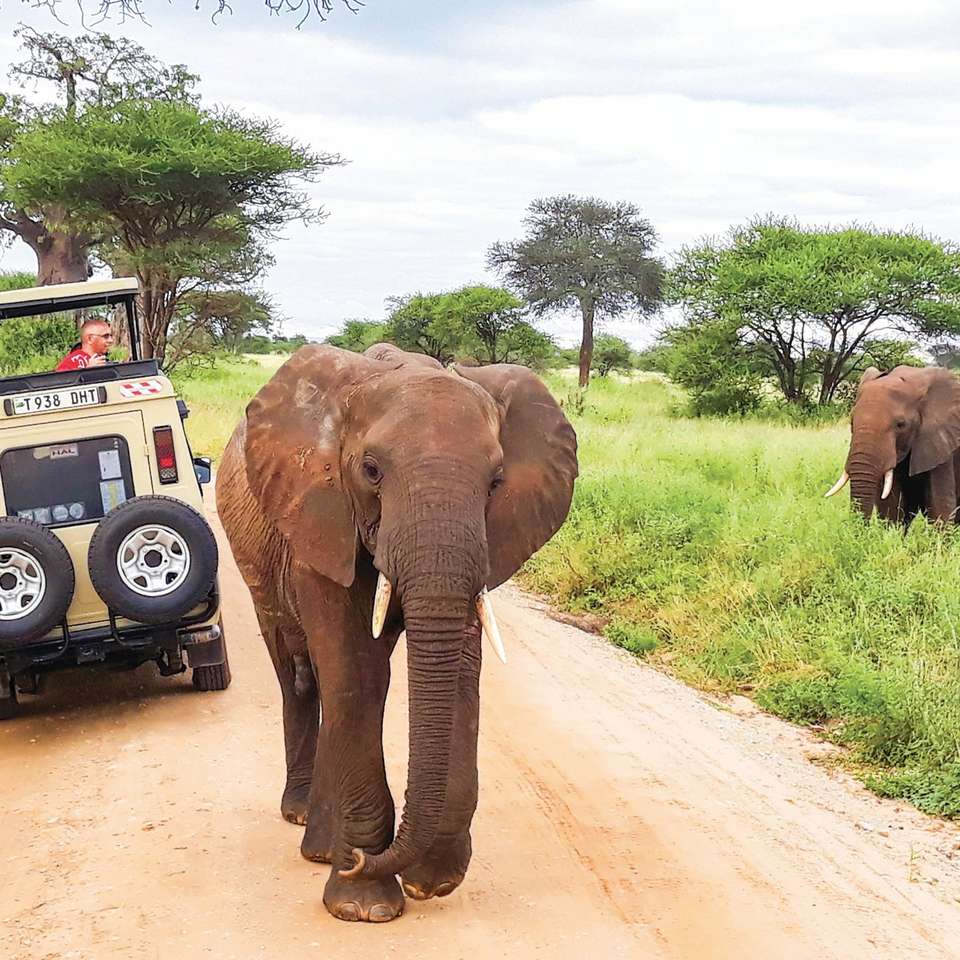Tanzania Safari - Contiki - Tanzania - Image 6