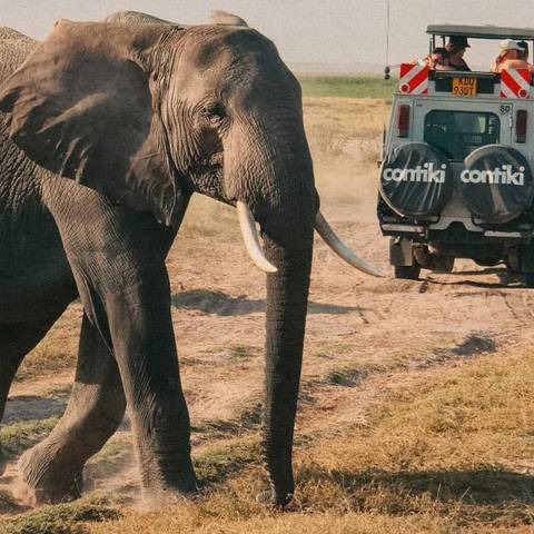 Budget Tours: Tanzania Safari 35 To 45