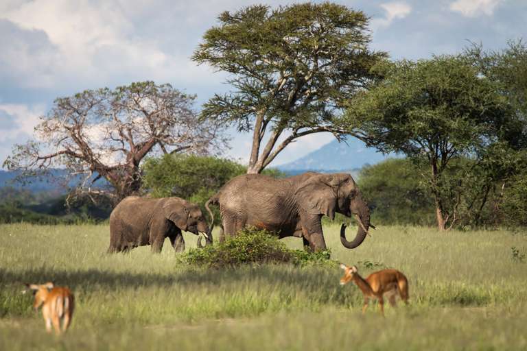 Tanzania Safari Adventure trip - alternative tour available