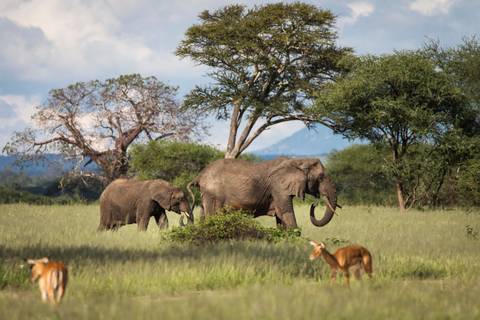 Tanzania Small Group Tours: Tanzania Safari Adventure