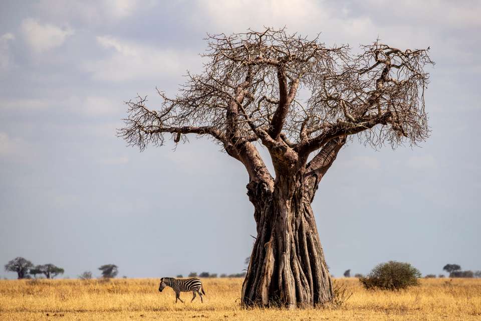 Tanzania Safari Adventure - Exodus Adventure Travels - Tanzania - Image 16