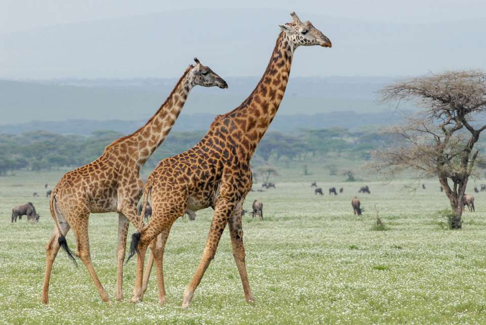 Tanzania Safari Adventure - Exodus Adventure Travels - Tanzania - Image 14