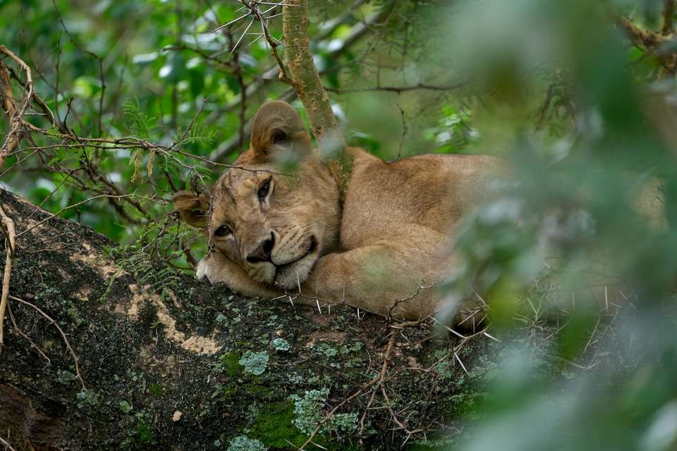 Tanzania Safari & African Culture Tour - undefined - Image 6