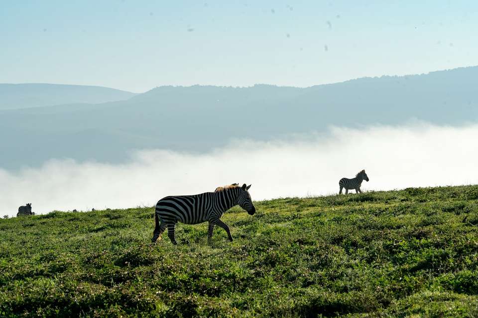 Tanzania Safari & African Culture Tour - undefined - Image 9