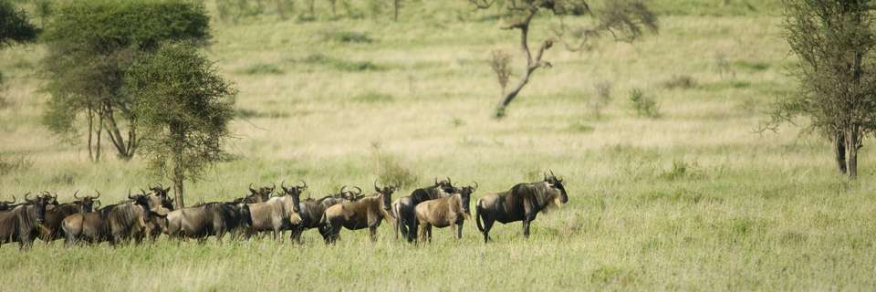 Tanzania Safari & African Culture Tour - undefined - Image 10