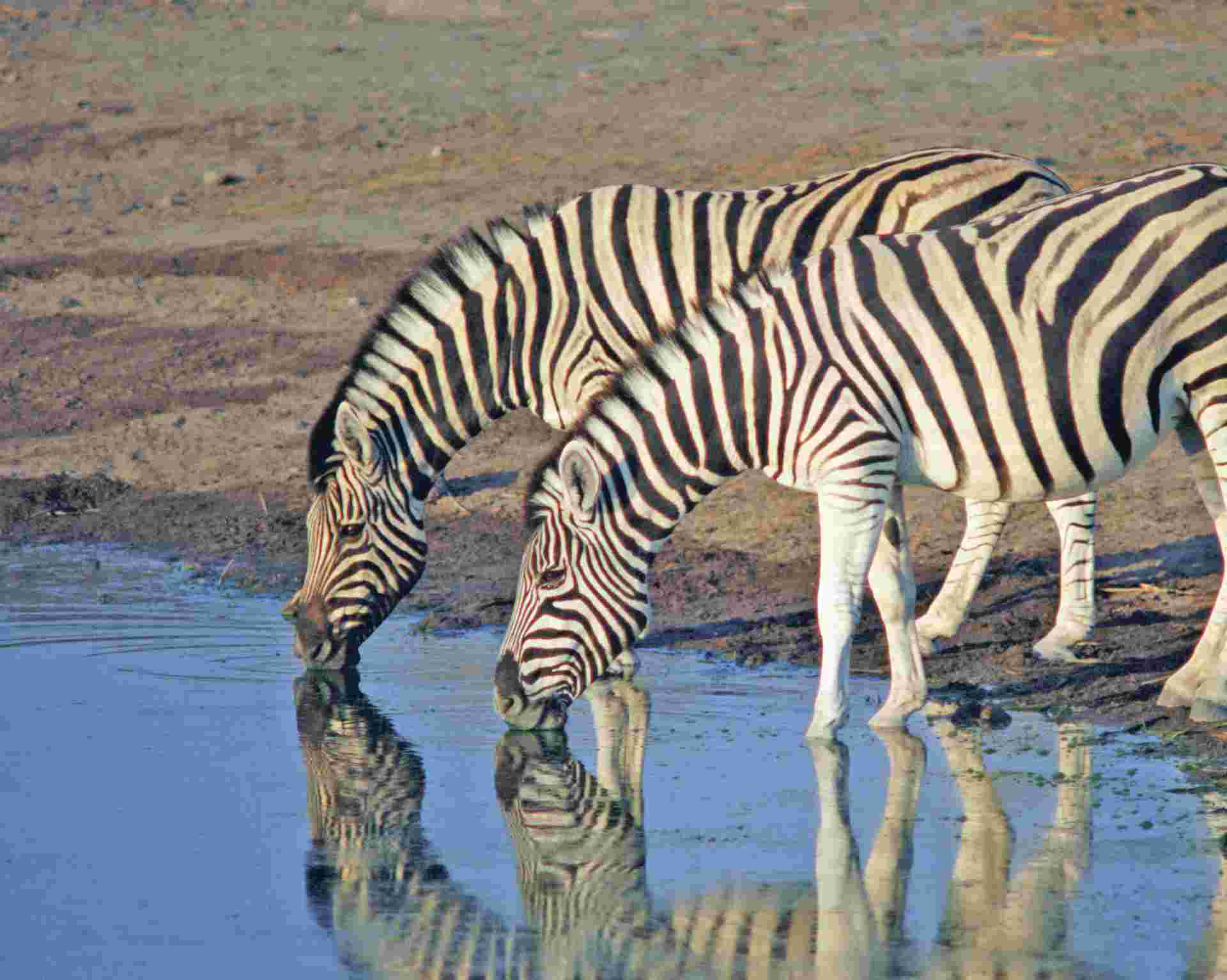 Tanzania Safari & Beach - 14 days