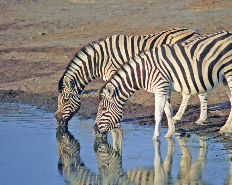 Tanzania Safari & Beach - 14 days trip - alternative tour available