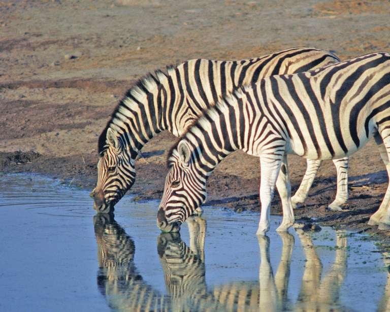 Tanzania Safari & Beach - 14 days - 14 days