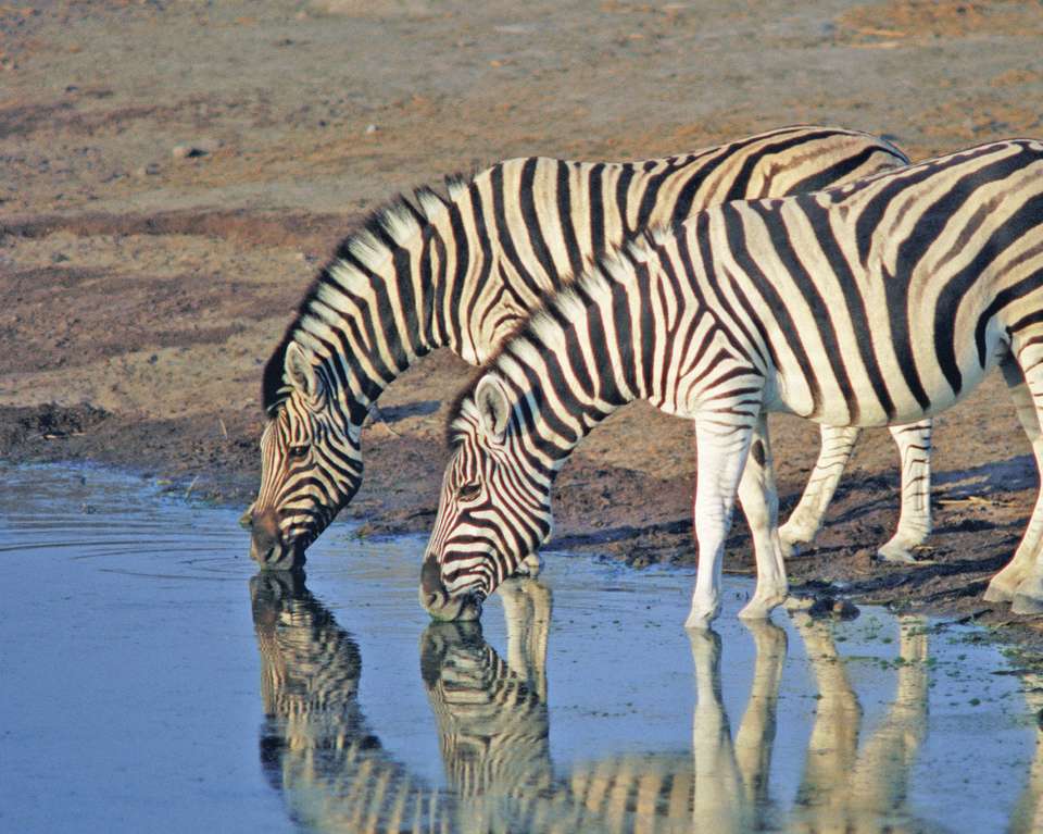 Tanzania Safari & Beach - 14 days - On The Go Tours - Tanzania - Image 1