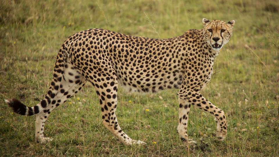 Journeys: Tanzania Safari Experience - G Adventures - Tanzania - Image 9