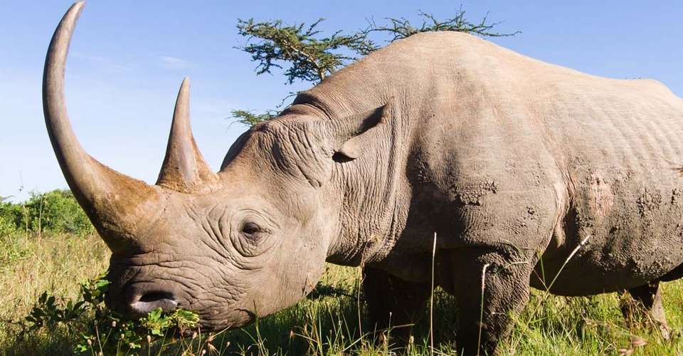 Tanzania Safari in Style - undefined - Image 1