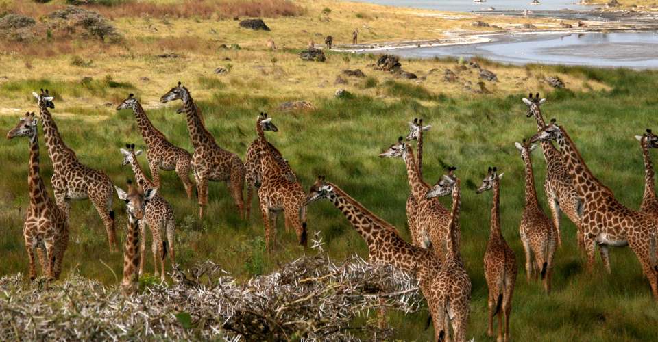 Tanzania Safari in Style - undefined - Image 2