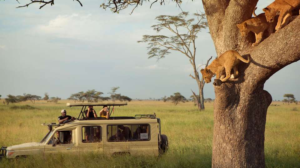 Tanzania Uncovered: Wildlife of the Serengeti & Ngorongoro Crater - undefined - Image 3