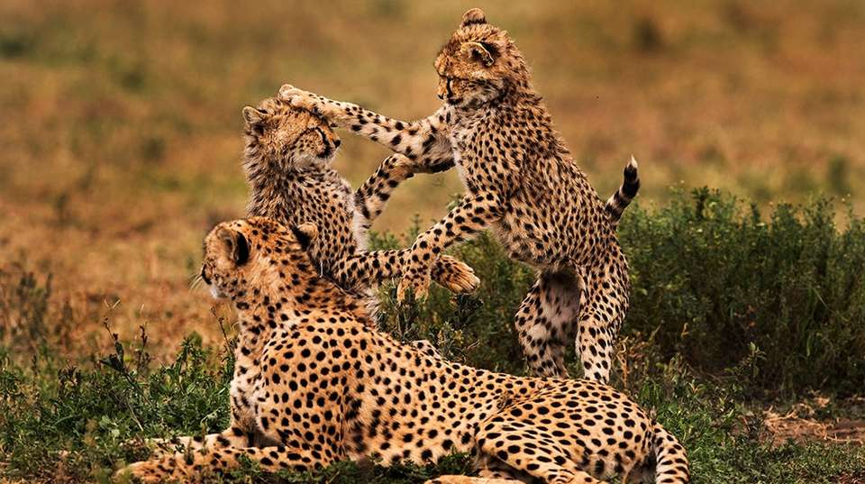 Tanzania Wildebeest Migration Safari - Lights On Africa Destinations & Safaris - Tanzania