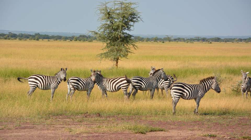 Tanzania Wildlife Safari & Zanzibar Beaches: 10 Days - undefined - Image 3
