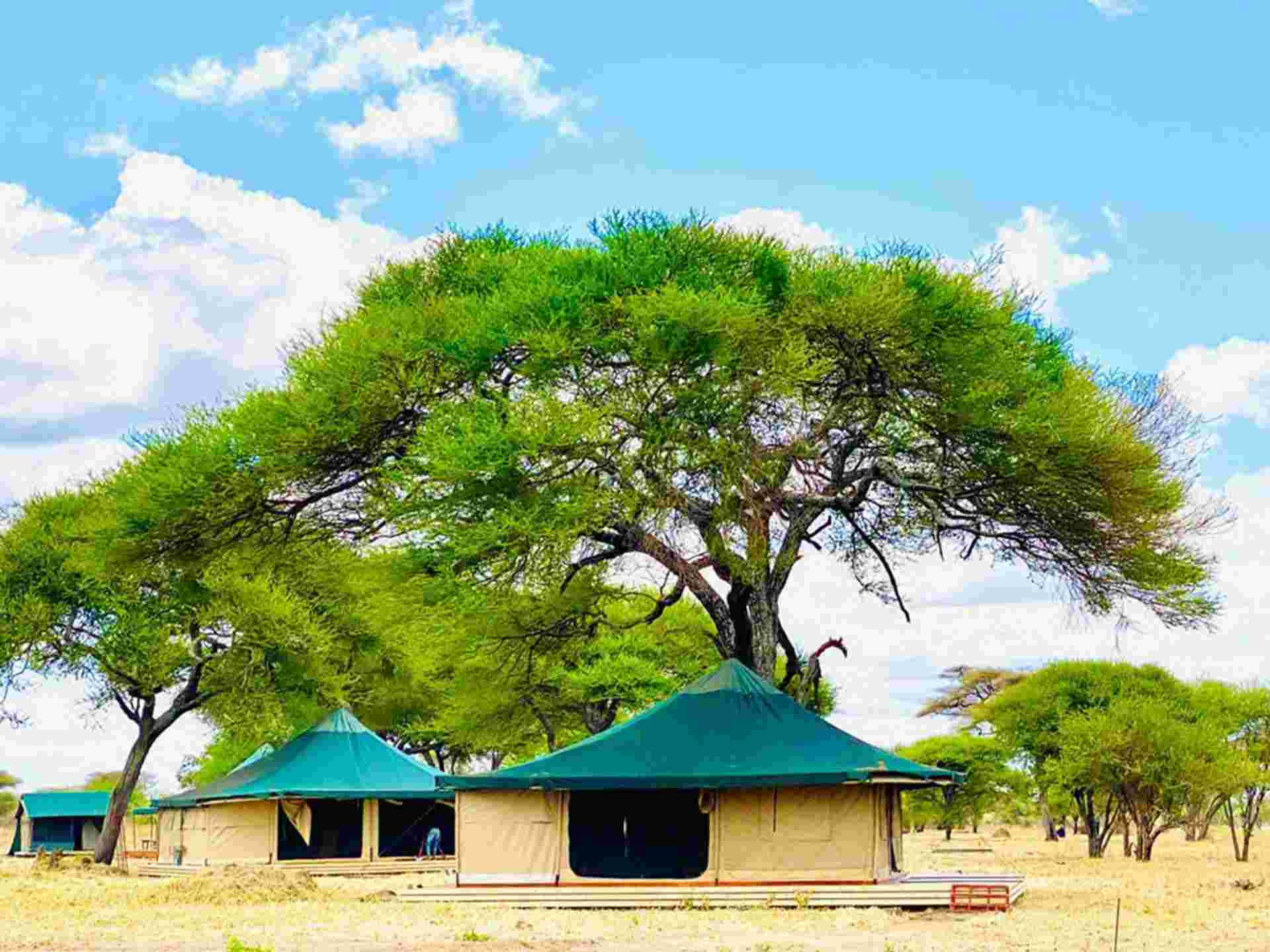 Tanzania Wildlife Week - 7 days