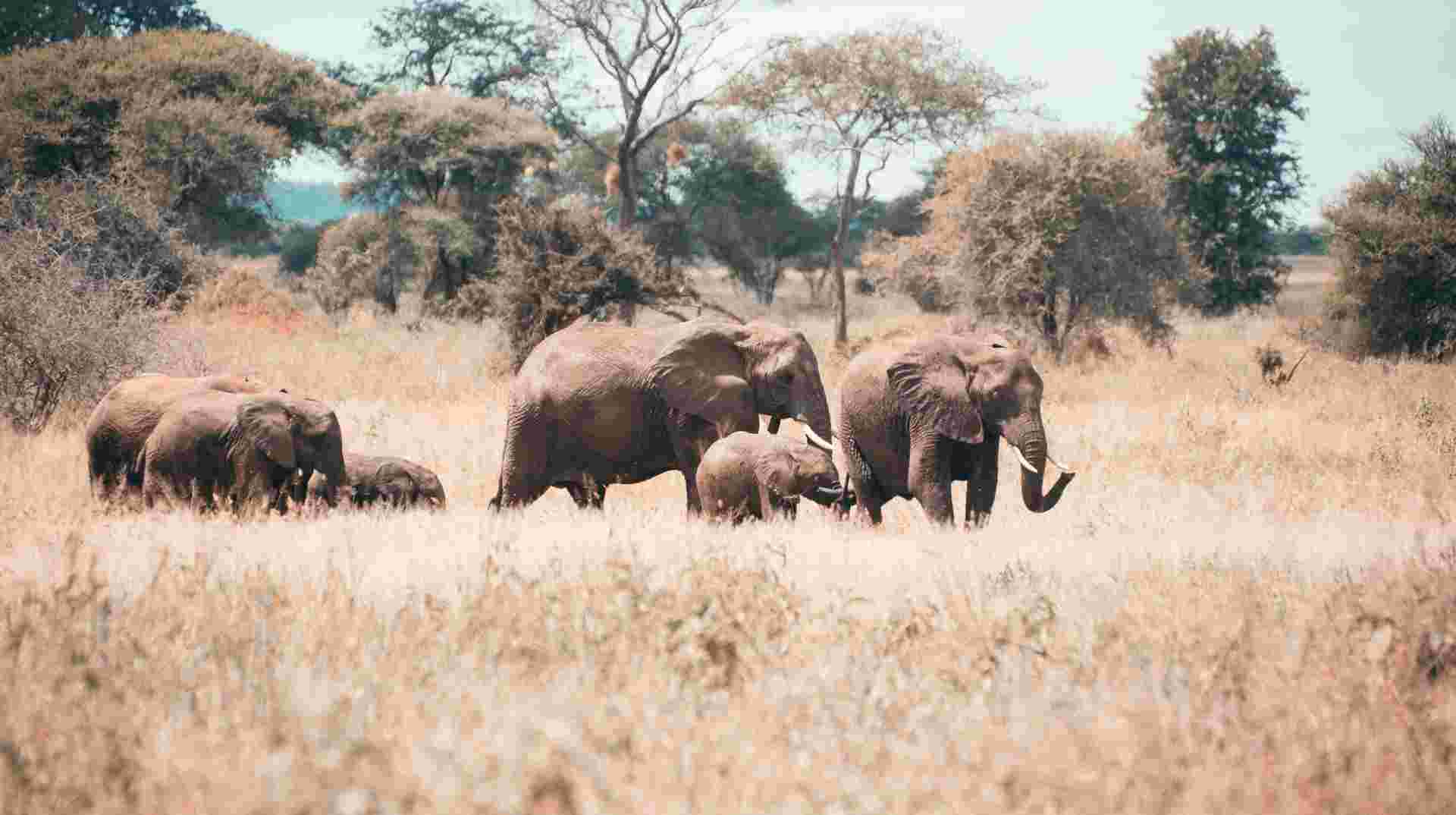 Tarangire National Park Day Trip Safari